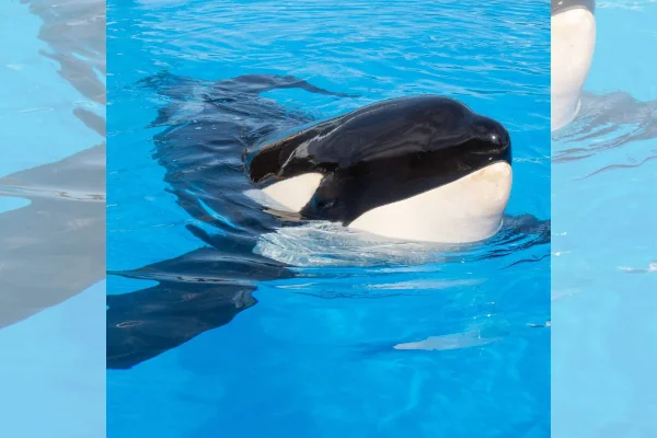Imagem colorida de orca Keto
