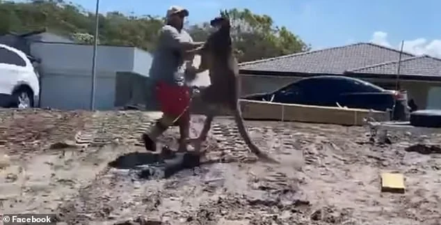 O canguru era do tamanho do homem O canguru era do tamanho do homem
