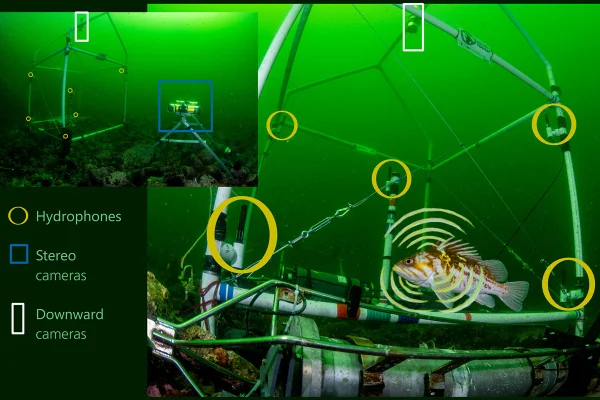 Imagem colorida mostra sistema utilizado pelos pesquisadores para identificar os sons dos peixes - Metrópoles