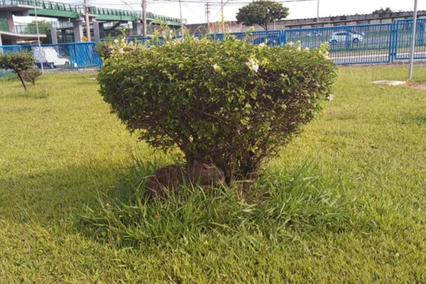 Capivara em arbusto