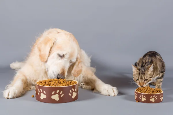 Fotografia colorida mostrando cachorro e gato comendo ração-Metrópoles