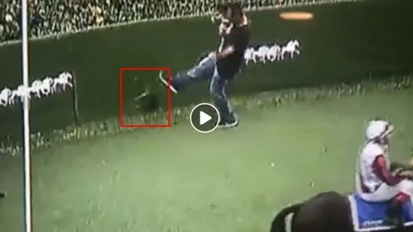 Polícia do Rio investiga maus-tratos a gato em Jockey Club