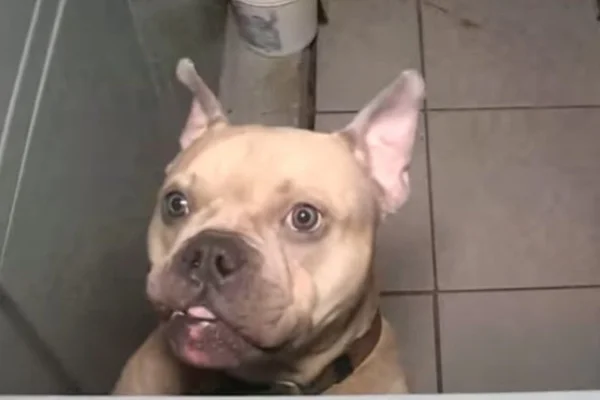 Imagem colorida de cachorro resgatado em situação de maus-tratos. Metrópoles