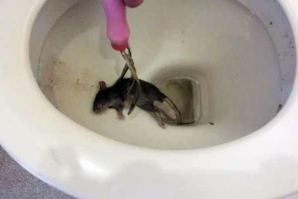 Rato no vaso sanitário