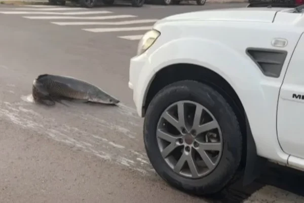 Imagem colorida mostra pirarucu caído em avenida de Campo Grande - Metrópoles