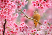 Na primavera, a vida se enche de cores e perfumes Na primavera, a vida se enche de cores e perfumes