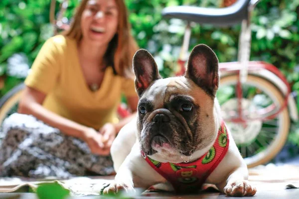 Quatro dicas para tornar seu cão mais comportado