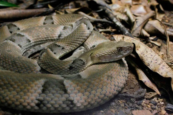 Serpente jararaca