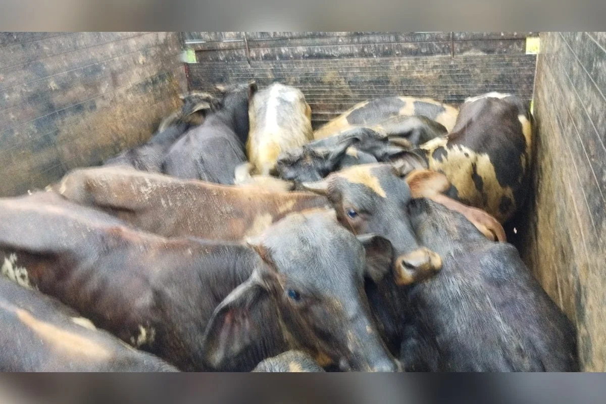 Homem é preso transportando 21 bois furtados em caminhão em MG