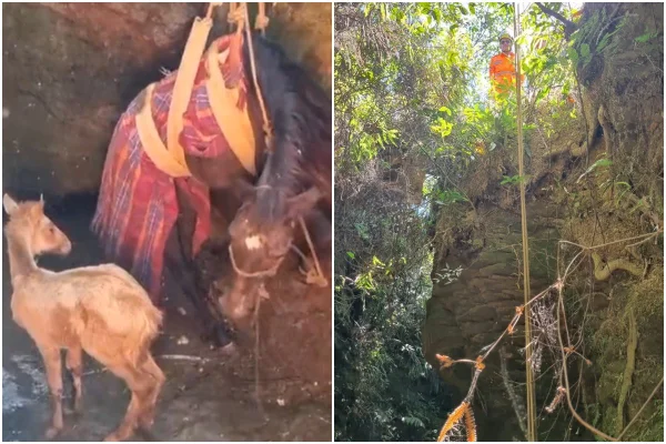 Imagem colorida mostra resgate a cavalo que caiu em buraco - MEtrópoles
