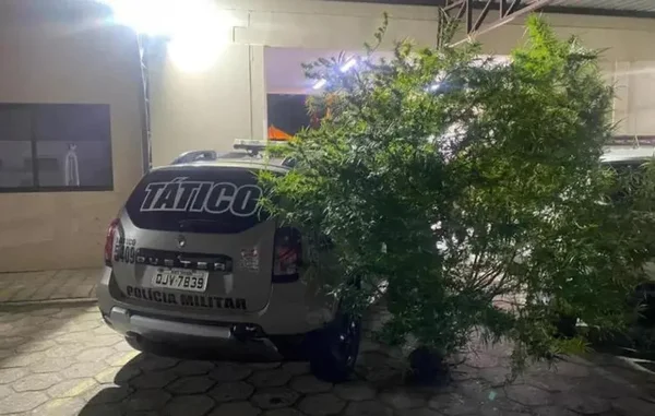 Árvore de maconha maior que viatura da polícia é apreendida em SC