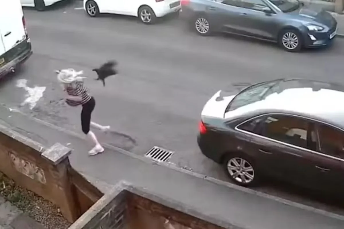 Reino Unido: mulher é perseguida e atacada por corvo no meio da rua