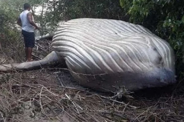 Mistério no Pará: baleia Jubarte é encontrada em área de mata