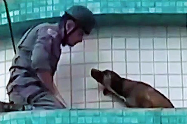 Cachorro resgatado por bombeiro em marquise de prédio - Metrópoles