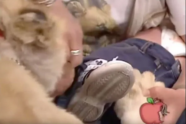 Leoa ataca criança em programa ao vivo de televisão