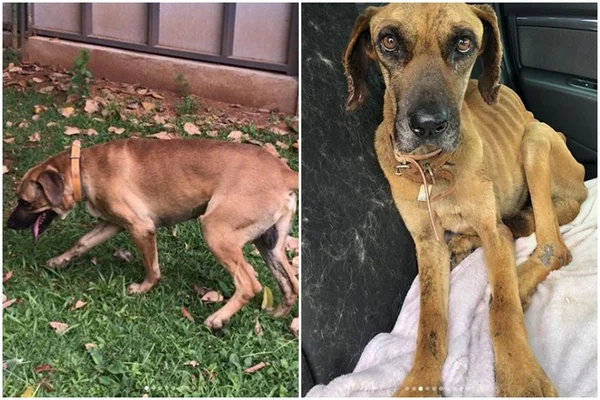 Descanse, Grandão: cachorro maltratado após adoção morre no DF