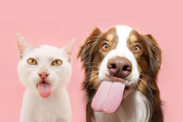 Gato e cachorro