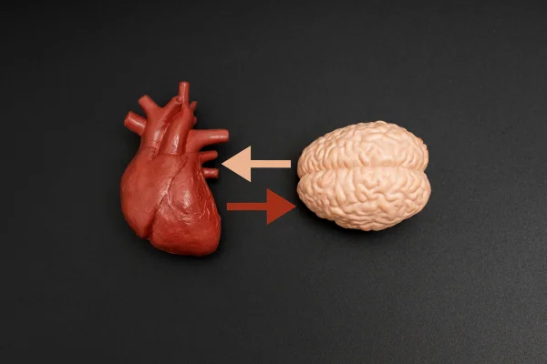 Modelos de argila do coração e do cérebro humanos com setas bidirecionais, representando a conexão entre emoções e pensamentos em um fundo preto. Saúde mental, saúde física, psicossomática