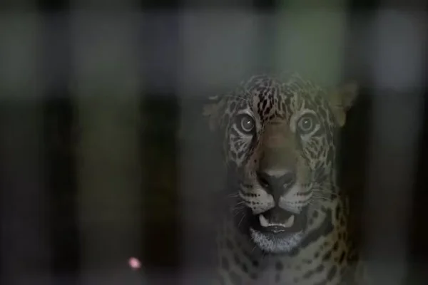 onça que foi baleada na cabeça
