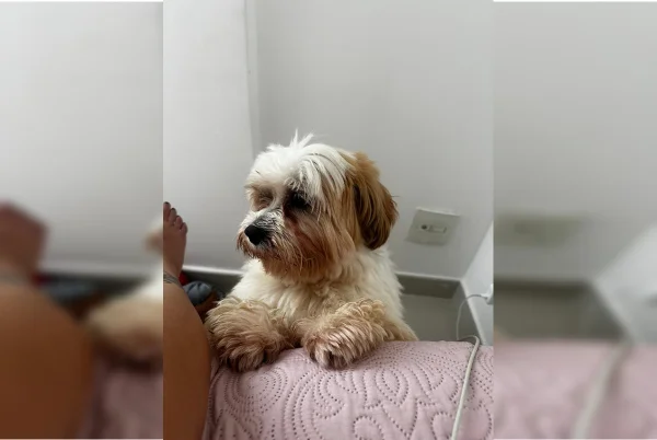 Onde está Sushi? Família procura por cachorro que fugiu em Taguatinga - destaque galeria
