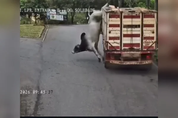 Boi escapa de caminhão em Soledade de Minas