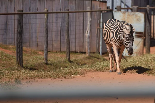Zoo de Brasília amplia visitação diária para até 2,5 mil pessoas - destaque galeria Zoo de Brasília amplia visitação diária para até 2,5 mil pessoas - destaque galeria