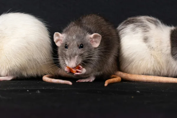 Biólogo ensina como afastar ratos de casa sem colocar pets em risco
