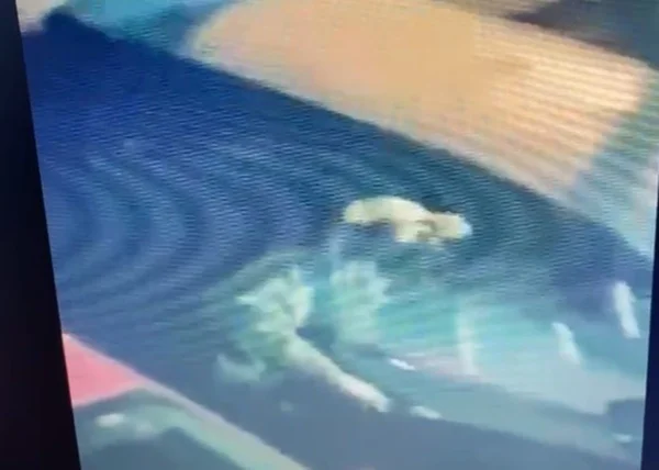 homem furta carros na asa norte