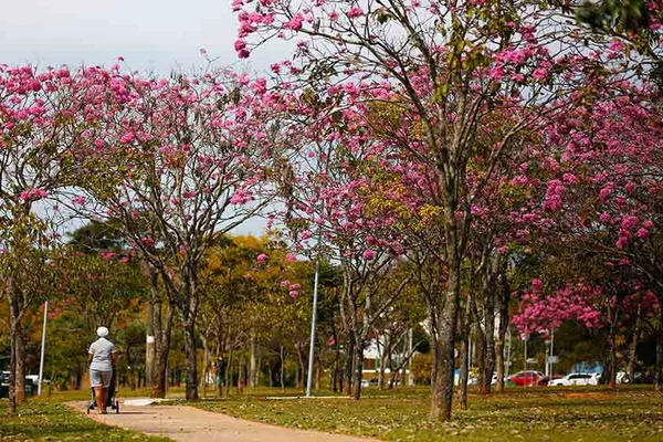 Distrito Federal ganhará mais de 100 mil árvores