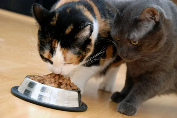 Imagem colorida de gatos comendo pote de sachê