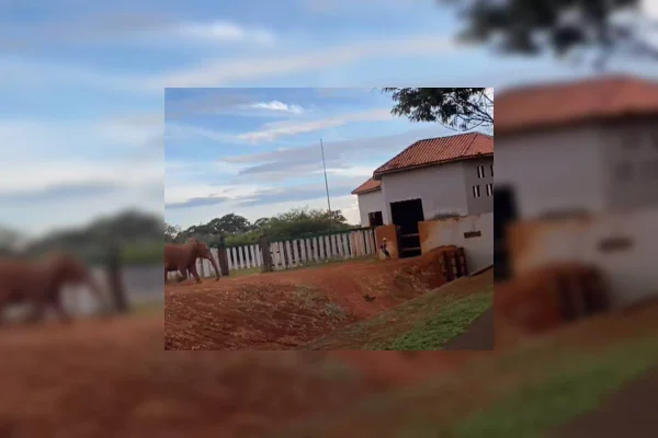 Homem invade recinto da elefante Belinha no Zoo de Brasília