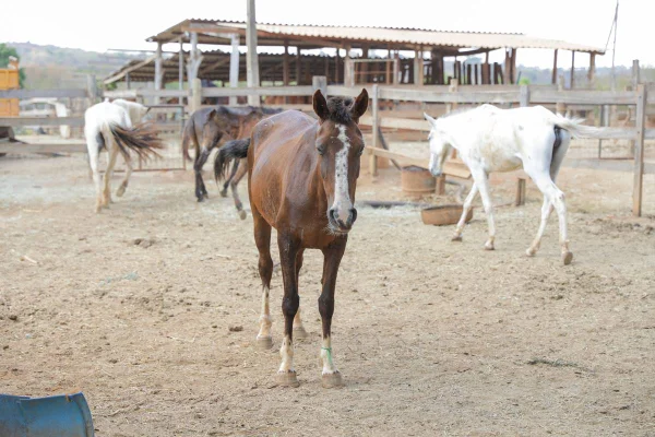 Cavalos resgatados podem ser adotados no DF. Saiba como