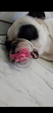 Cadela Biloca some e deixa menina de 7 anos inconsolável no DF - imagem 4