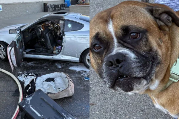 cão incêndio