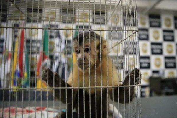 Macaco “César” é apreendido com gangue que roubava residências