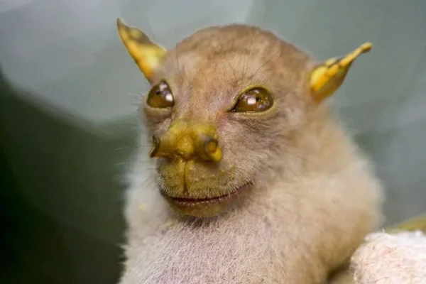 Foto colorida de morcego-nariz-de-tubo (nyctimene albiventer) - Quase extintos: conheça os 10 animais mais raros do mundo - Metrópoles