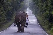 Elefante se incomoda com selfie e persegue casal na Tailândia - imagem 5