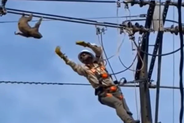 homem tenta resgatar bicho preguiça