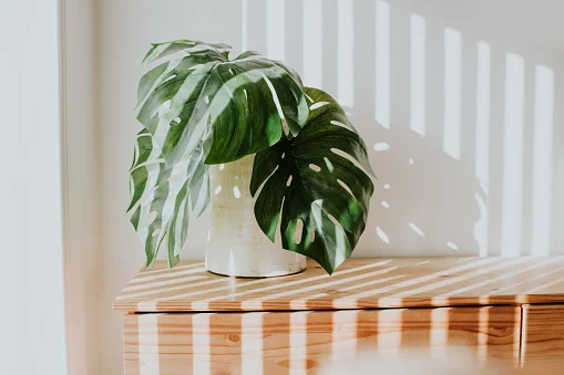 Sete plantas para refrescar a casa durante os dias quentes de verão