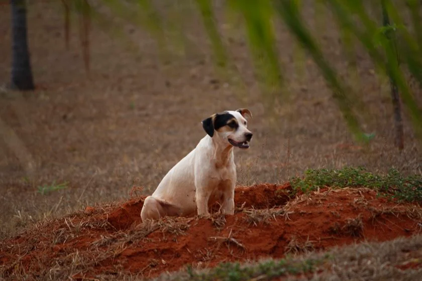 Analista de sistemas pede ajuda para custear tratamento de cadela resgatada Analista de sistemas pede ajuda para custear tratamento de cadela resgatada