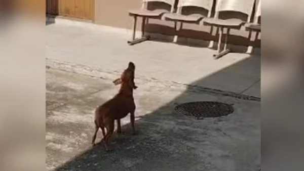 Imagem colorida de cachorra uivando - Metrópoles
