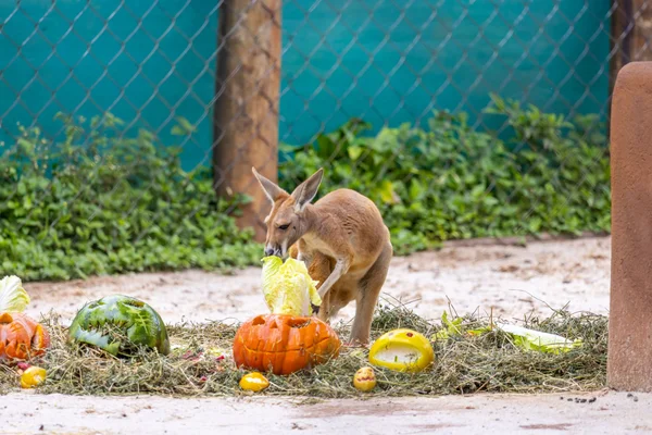 Zoológico de SP terá programação especial de Halloween neste fim de semana - destaque galeria