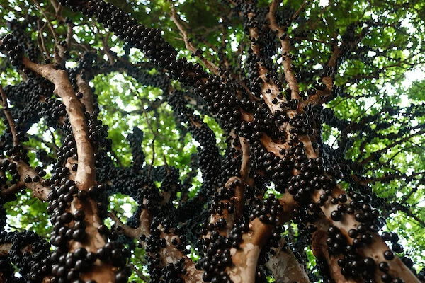 Plantaçao jabuticaba Goias