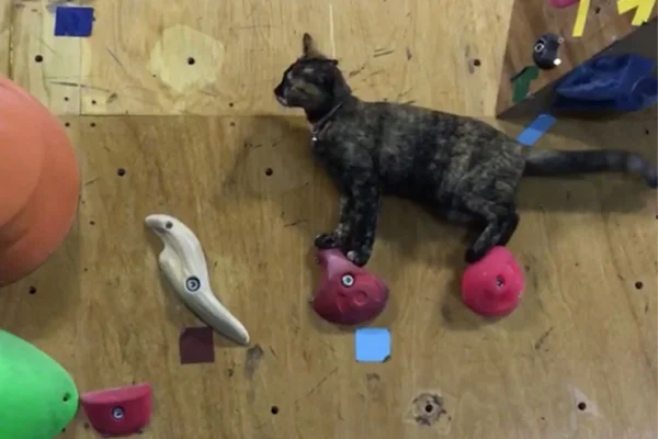 Gatinha que faz escalada