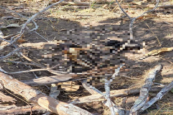“Tortura e decapitação”: ossada humana é encontrada pela polícia