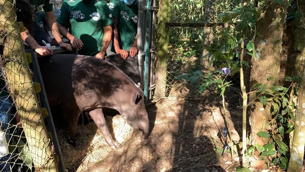 Reserva do Guapiaçu recebe três novas antas nascidas em cativeiro