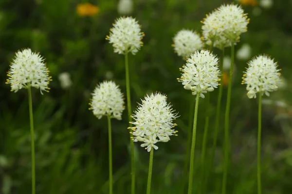 Triantha occidentalis