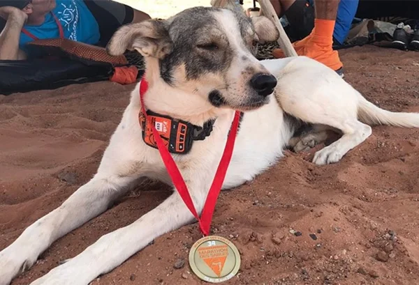 Cachorro se junta a atletas e “corre” maratona de 251 km no Marrocos
