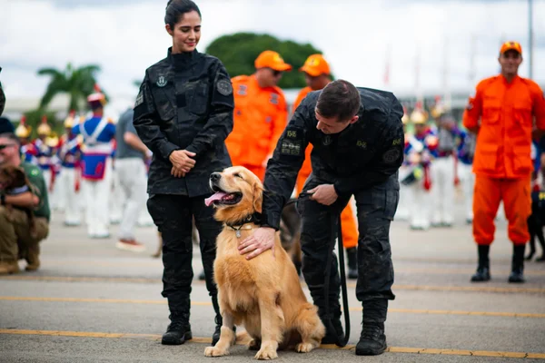 Cerimônia homenageia e aposenta cães policiais da segurança pública