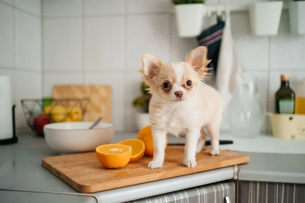 Seu pet mais saudável: veja as melhores rações naturais para cachorro